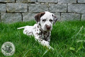 Rüde - braun - 5.Woche