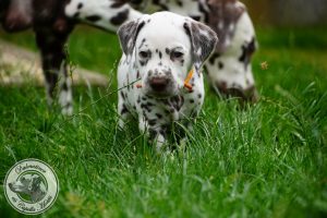 Hündin - orange - 5. Woche