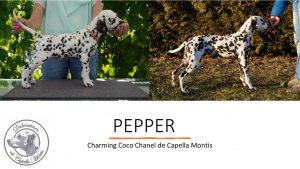 Pepper