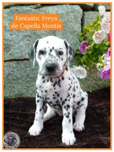 5. Woche