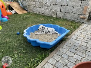 IMG_1529