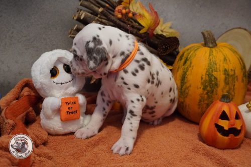 HAPPY HALLOWEEN